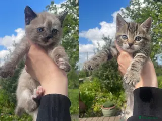 Mixed Breed cats Bengal and Russian Blue Mixed Kittens - Advert 6