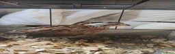 Quail poultry for sale: Trio of bobwhite quail  in Barnsley - Advert 2