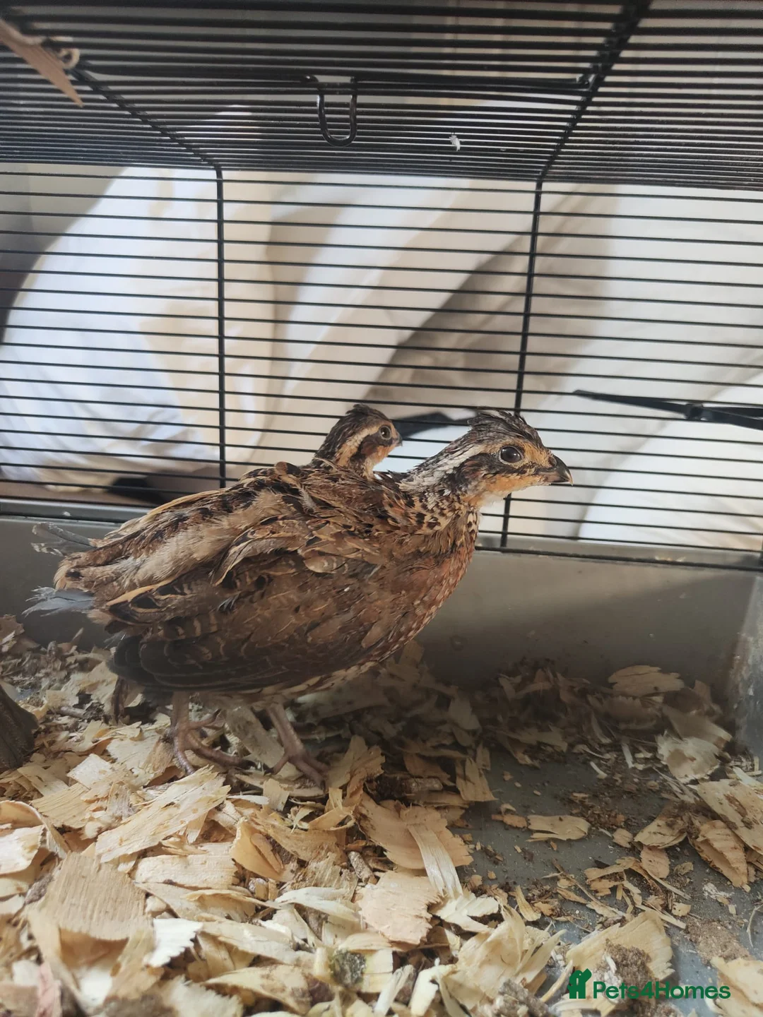 Quail poultry for sale: Trio of bobwhite quail  in Barnsley - Advert 2