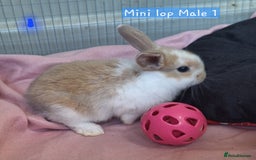 Mixed Breed rabbits for sale: 3 baby rabbits left for sale (ready now) - Image 5