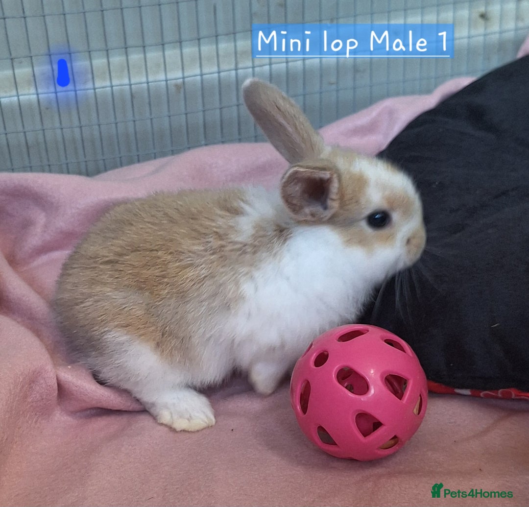 Mixed Breed rabbits for sale: 3 baby rabbits left for sale (ready now) - Image 5