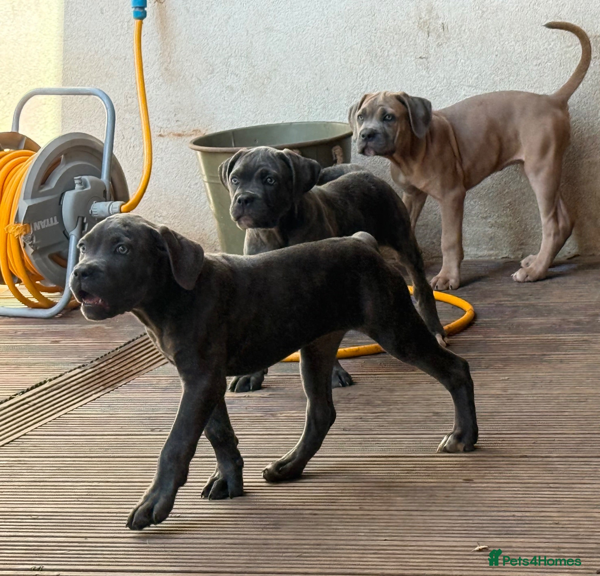 Cane Corso dogs Last 3 left looking for their forever 🏡!🥰 - Advert 1