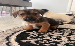 Jack Russell dogs for sale: Jackrussel  - Image 4