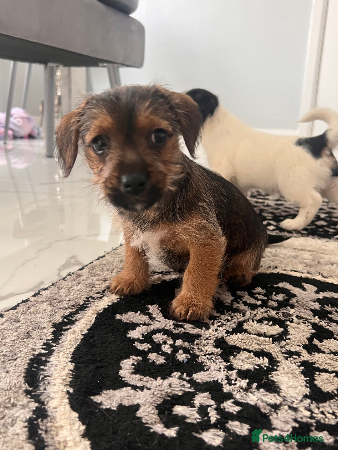 Jack Russell dogs for sale: Jackrussel  - Image 4