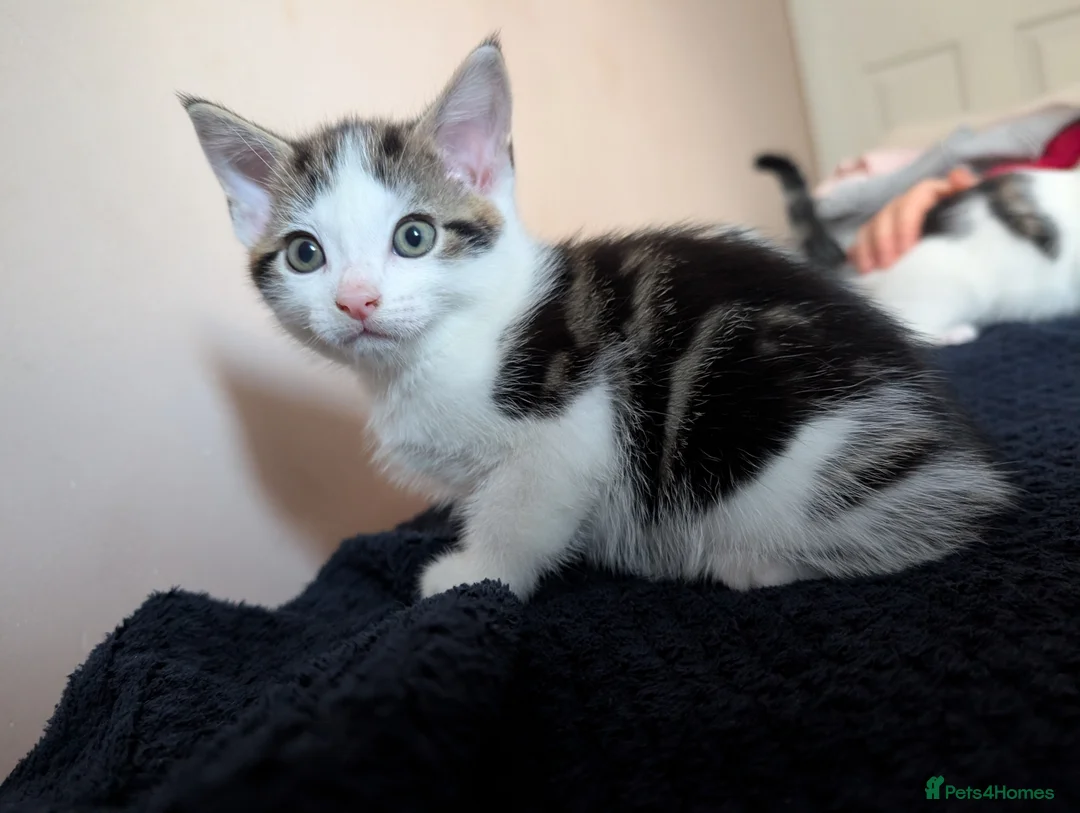 Mixed Breed cats for sale: Beautiful kittens  in Southampton - Advert 25