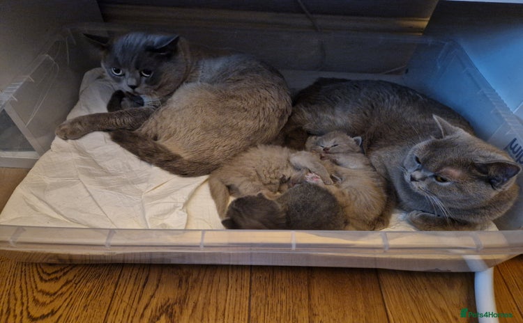British Shorthair cats Beautiful British Shorthair Kittens ready for XMAS - Advert 1