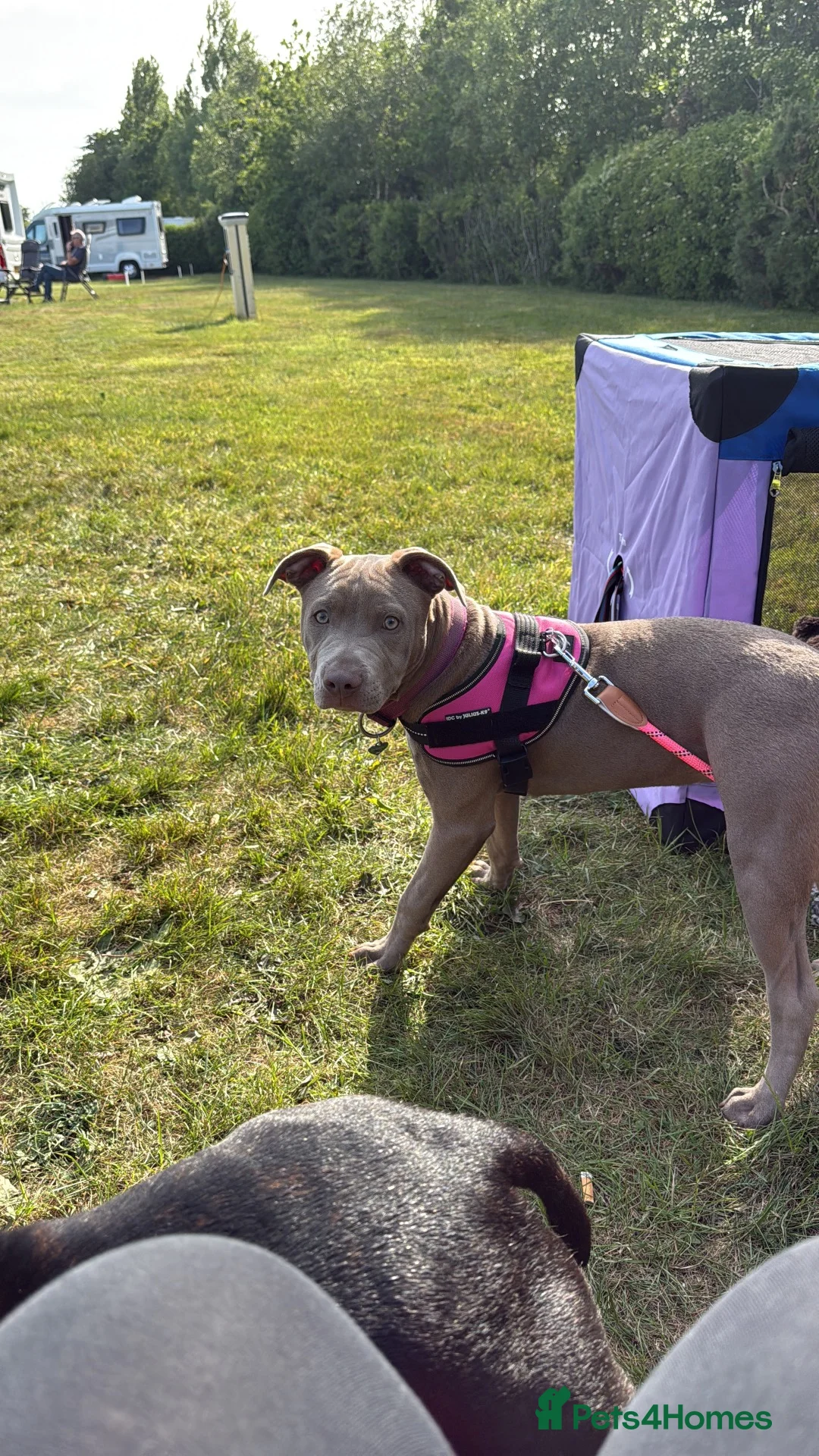 Staffordshire Bull Terrier dogs for sale: Darcy - Advert 10