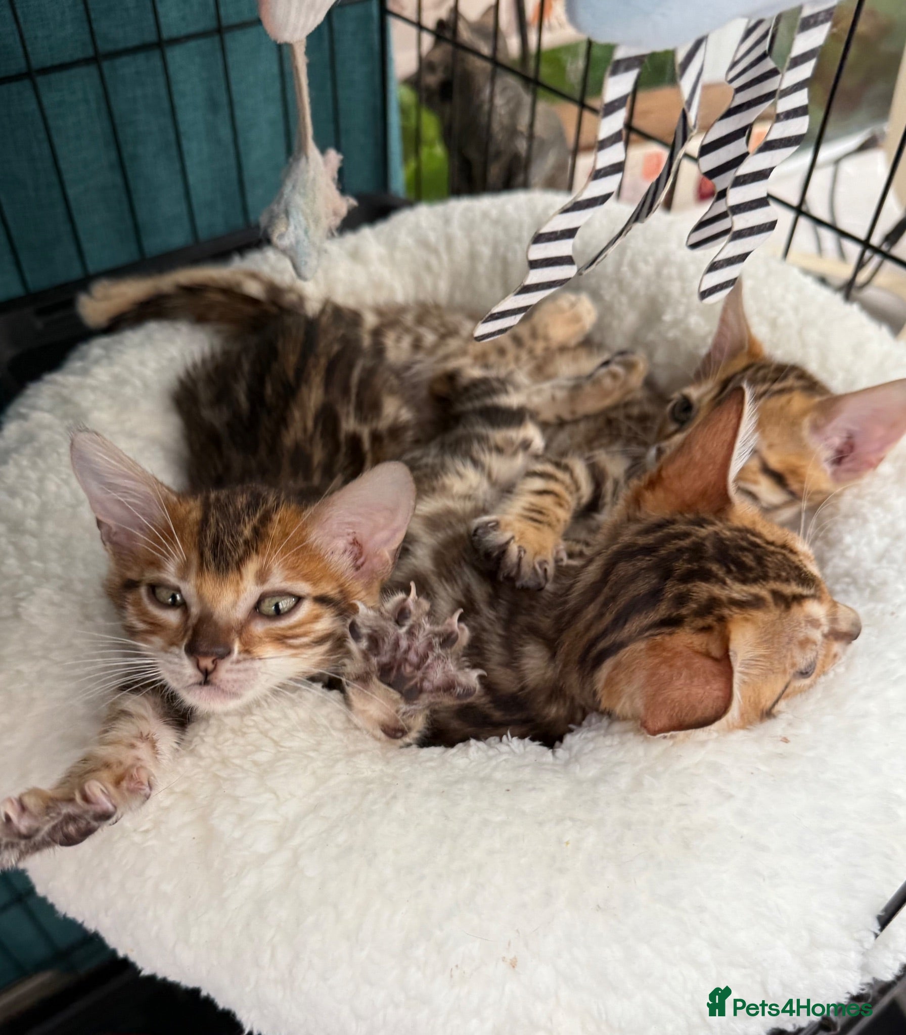 Bengal cats Stunning 🔥 TICA 🐾 Health Tested Bengal kittens - Advert 1
