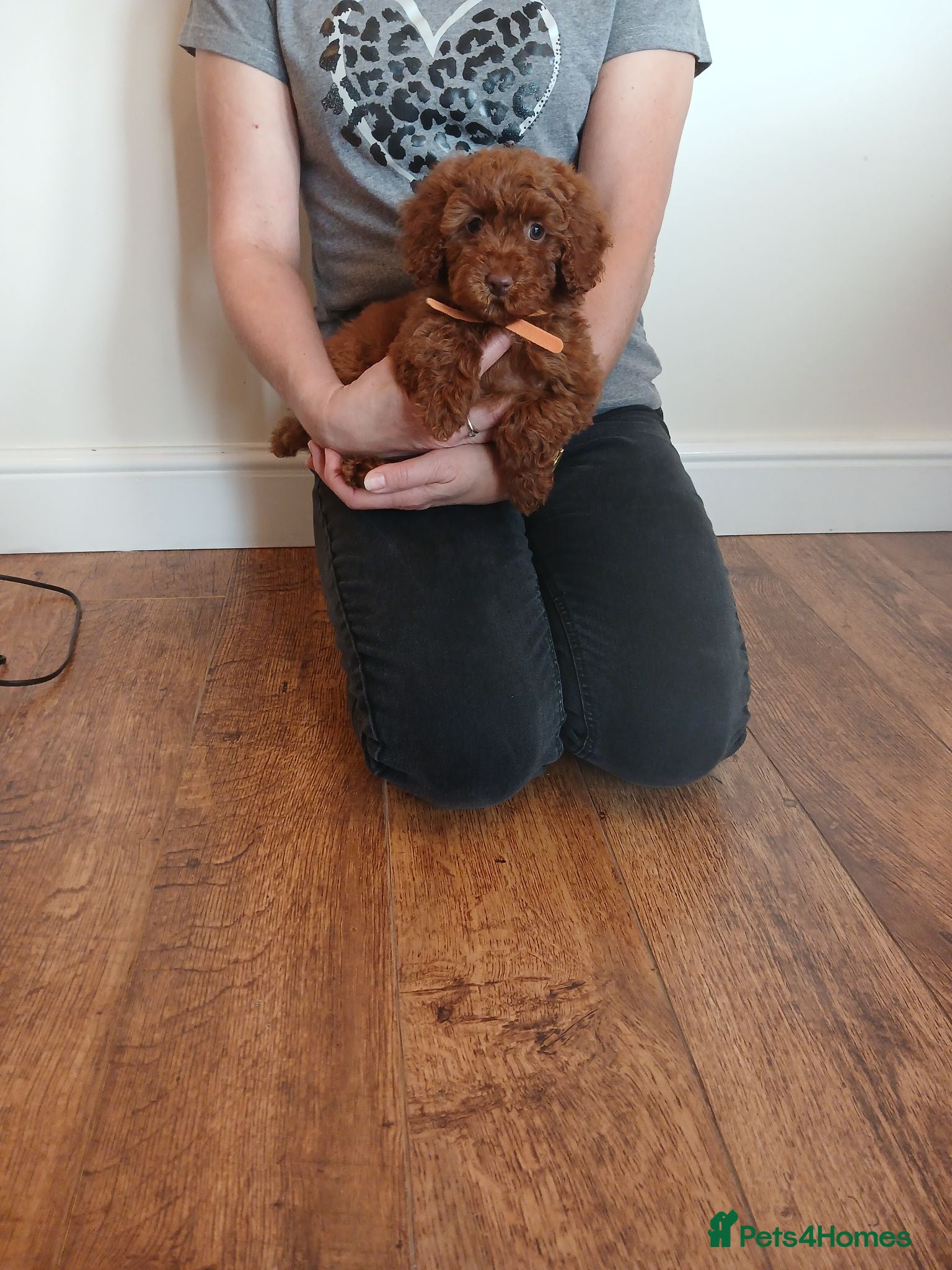Cockapoo dogs Cockapoo puppies  - Advert 1