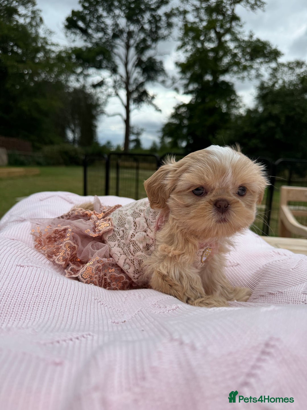 Shih Tzu dogs for sale: Stunning tiny imperial karashishi puppies - Image 24