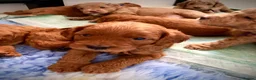 Labradoodle dogs for sale: keiras red fox miniature labradoodles  - Advert 15