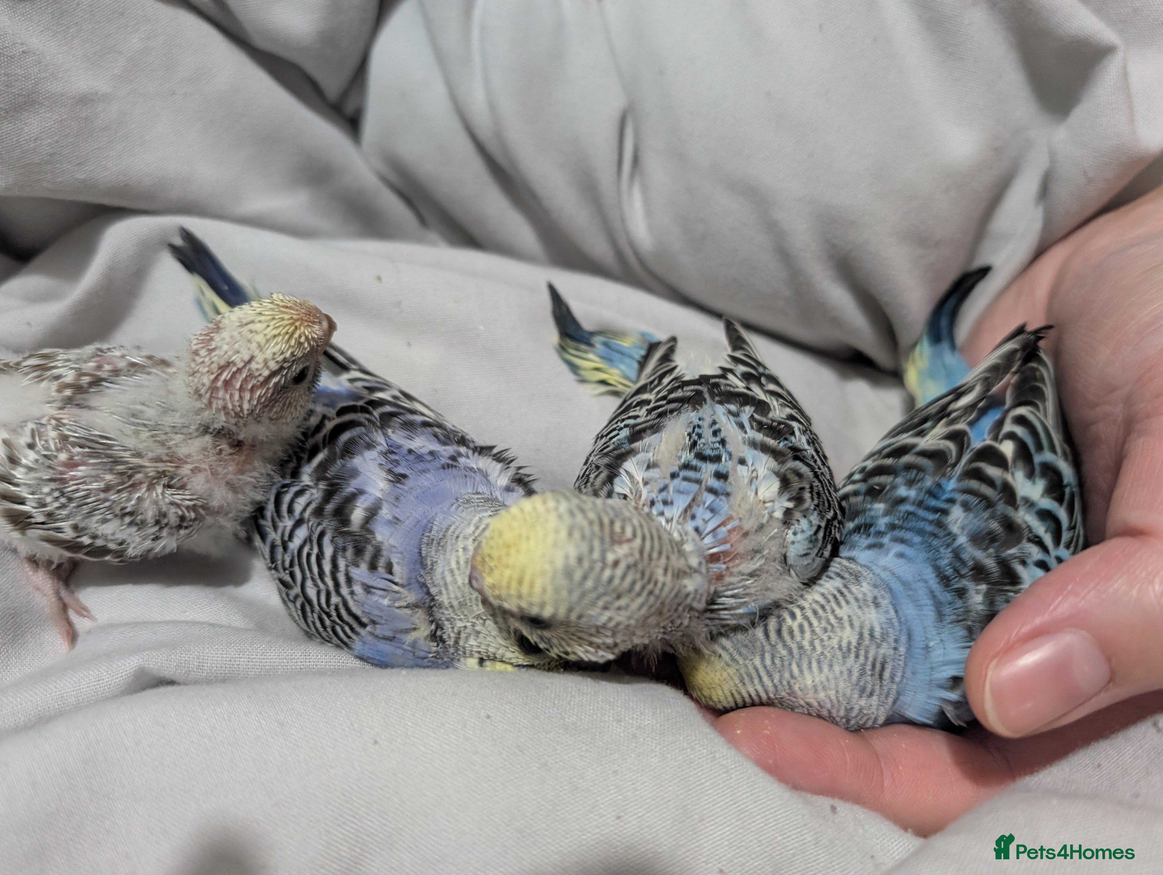 Budgerigars birds Baby budgies  - Advert 9