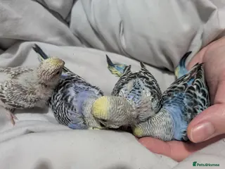 Budgerigars birds Baby budgies - Advert 9