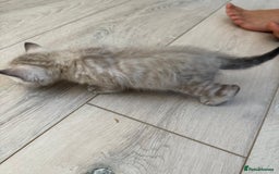 Bengal cats for sale: 3 beautiful bengal kittens - Image 7