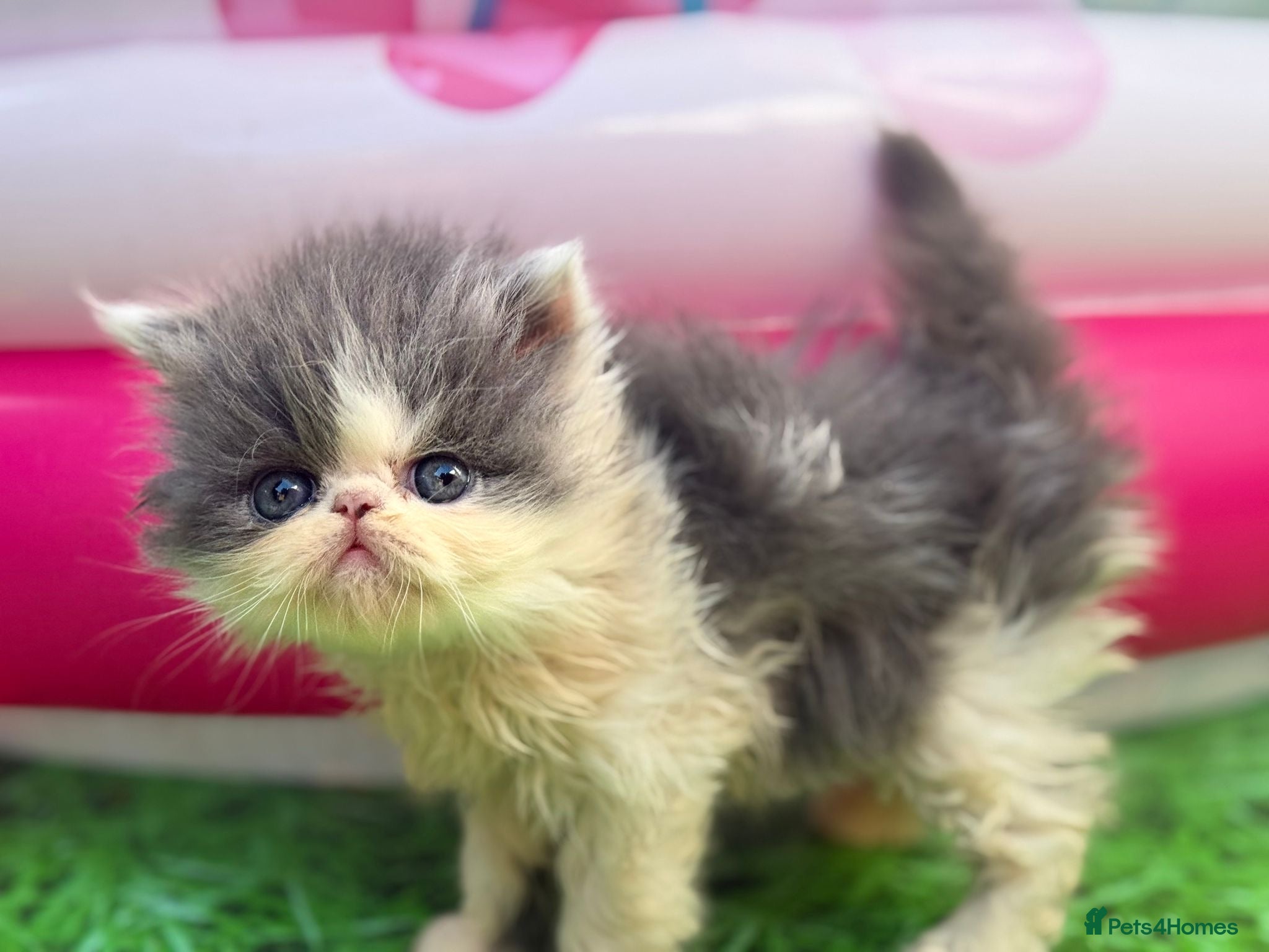 Persian cats Adorable Persian kittens  - Advert 1