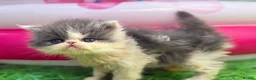 Persian cats for sale: Adorable Persian kittens  - Advert 1