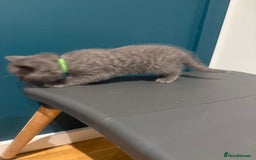 Scottish Fold cats for sale: Scottish Fold Kittens  - Image 21