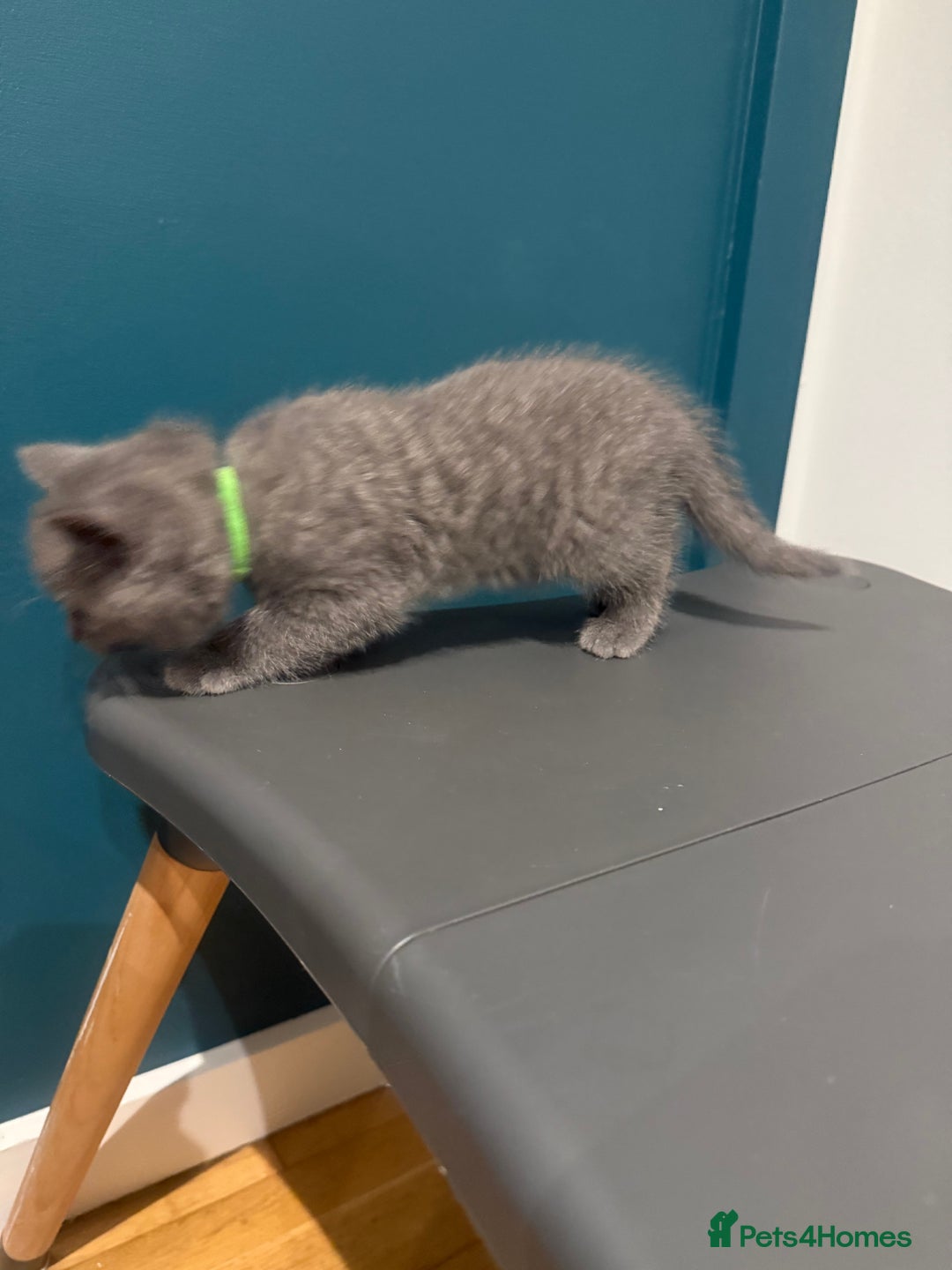 Scottish Fold cats for sale: Scottish Fold Kittens  - Image 21