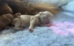 Pomeranian dogs for sale: Lavender/lilac/chocolate/tan pomeranians - Image 12