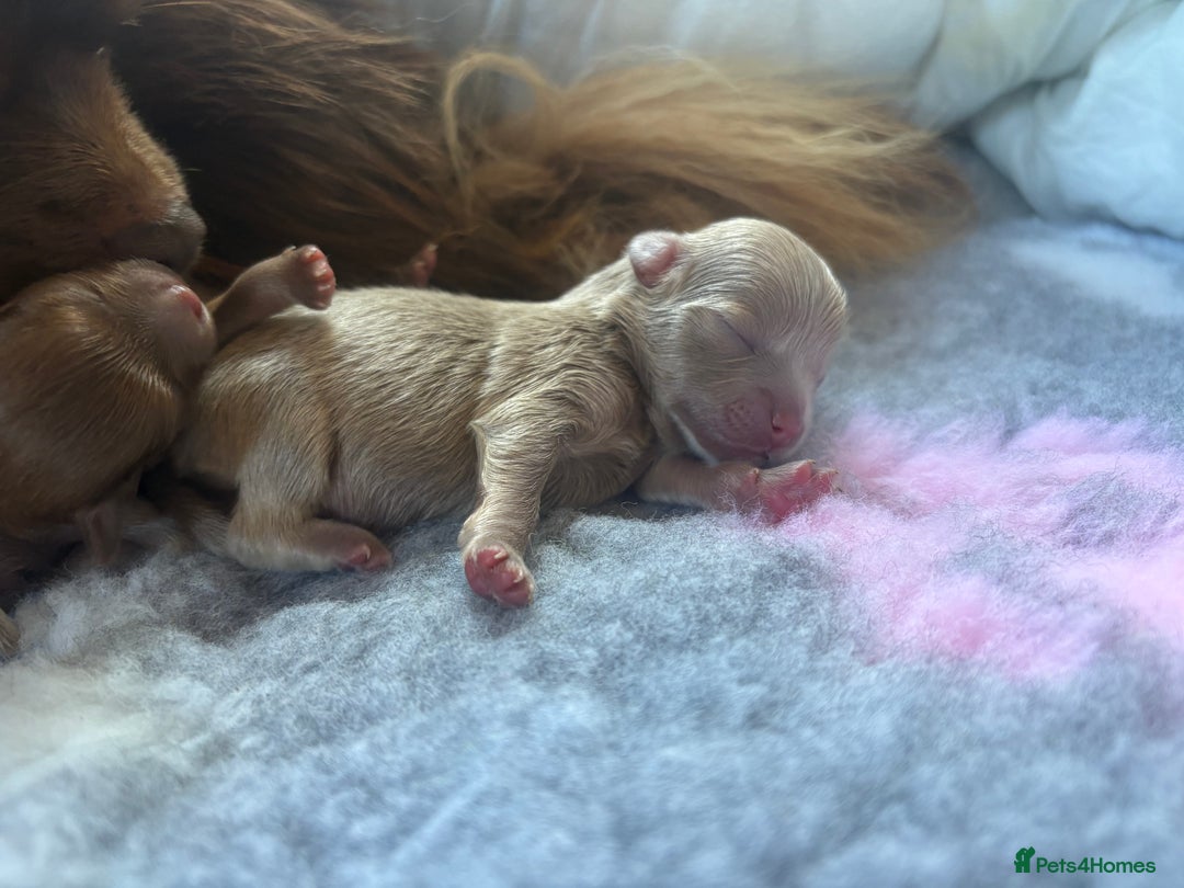 Pomeranian dogs for sale: Lavender/lilac/chocolate/tan pomeranians - Image 12
