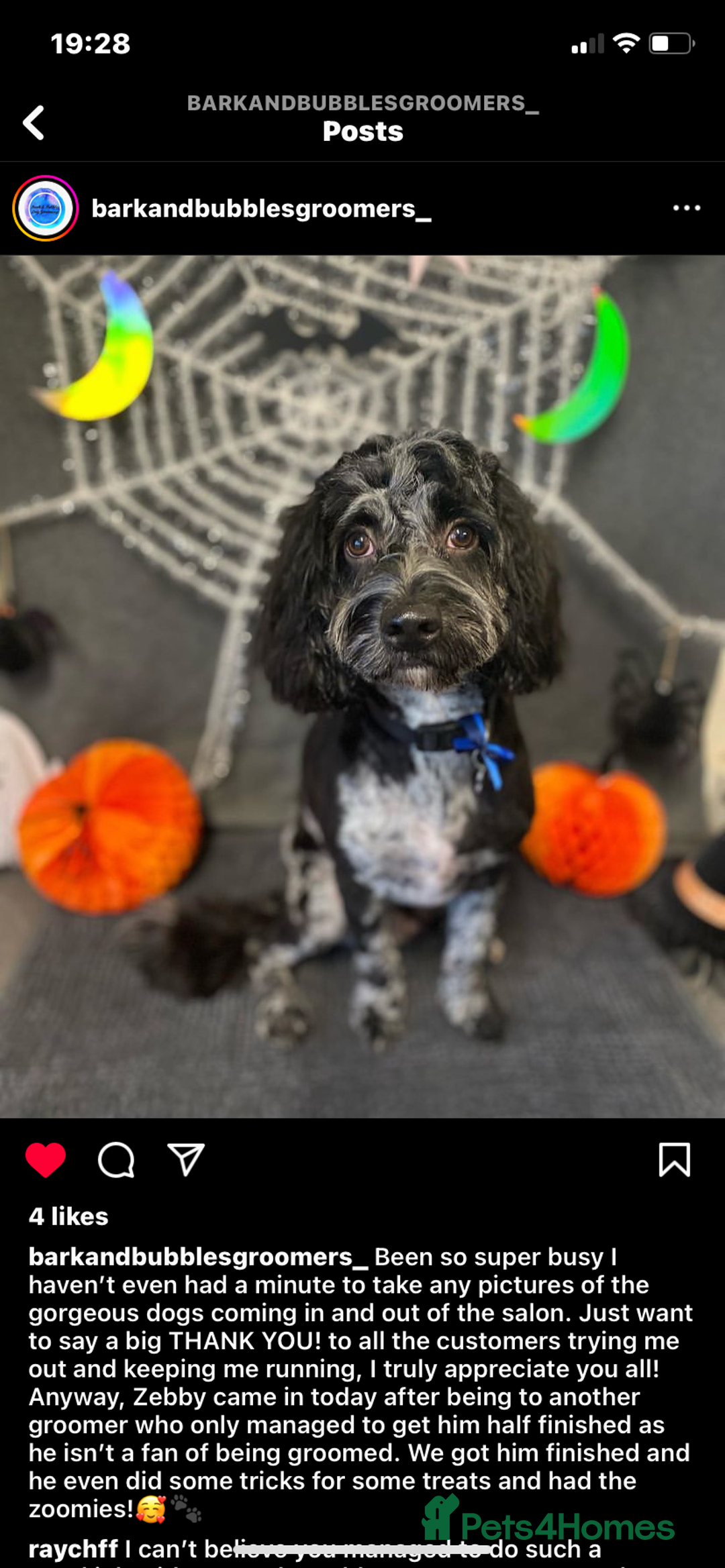 Cockapoo dogs for sale: Male, cockerpoo  - Image 1
