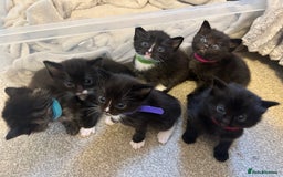 Ragdoll cats for sale: 🐾 Ragdoll Kittens Ready End of November 🐾 - Image 1