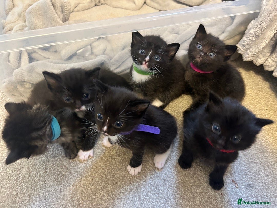 Ragdoll cats for sale: 🐾 Ragdoll Kittens Ready End of November 🐾 - Image 1