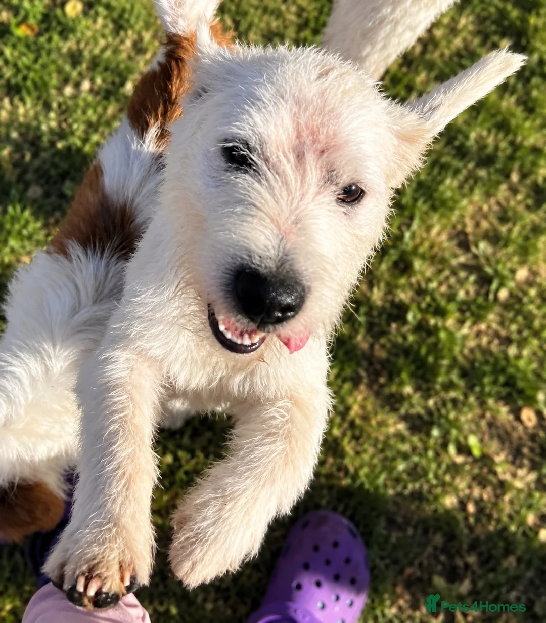 Parson Russell dogs for sale: 6 month old PRT - Advert 3