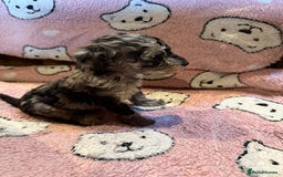 Toy Poodle dogs for sale: Exquisite Toy Poodle pups - Health tested parents - Image 12