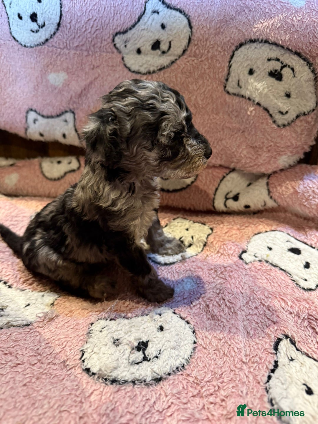 Toy Poodle dogs for sale: Exquisite Toy Poodle pups - Health tested parents - Image 12