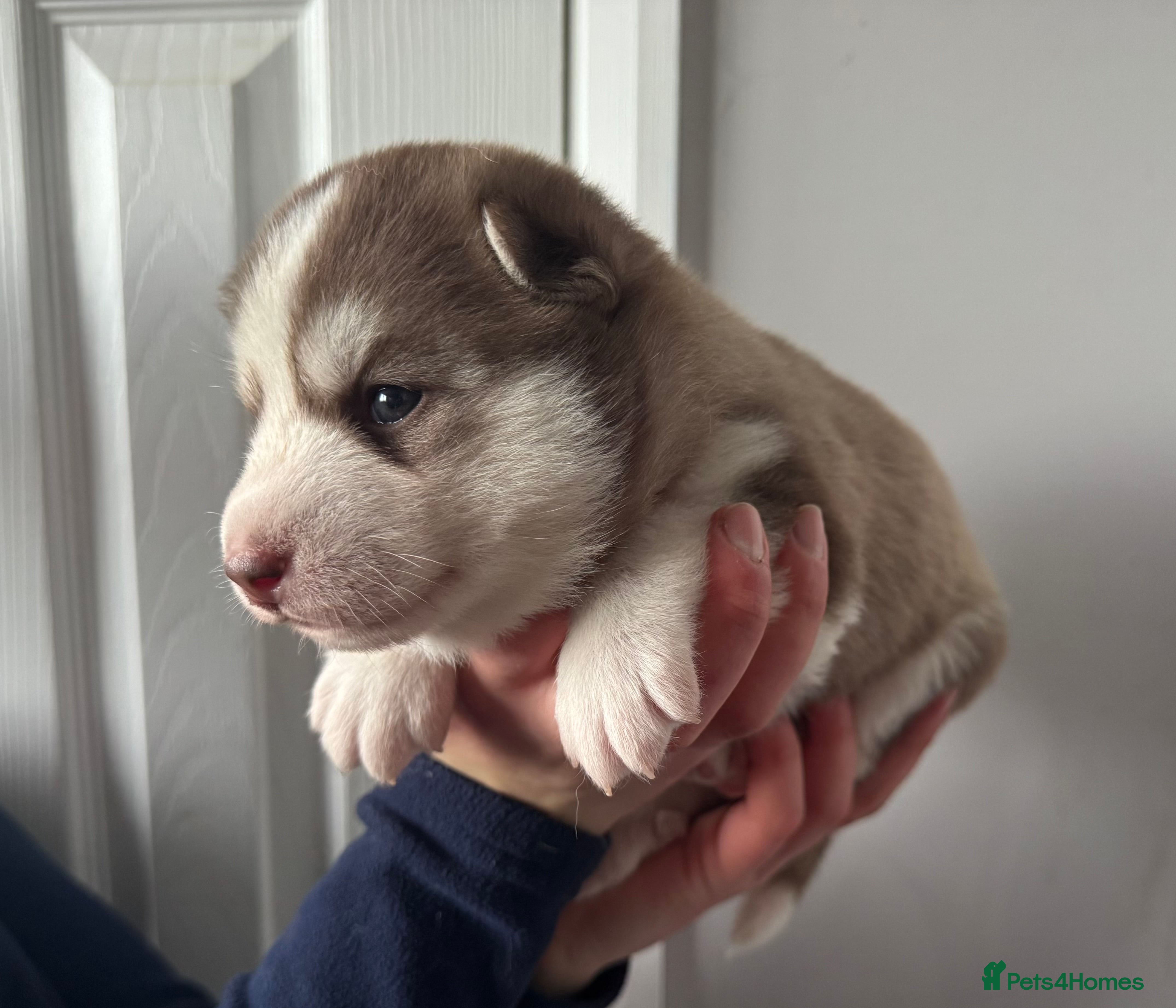 Siberian Husky dogs ✨Exceptional KC Reg Husky Puppies✨ - Advert 18