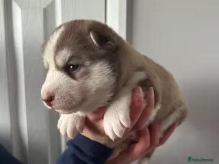 Siberian Husky dogs ✨Exceptional KC Reg Husky Puppies✨ - Advert 18