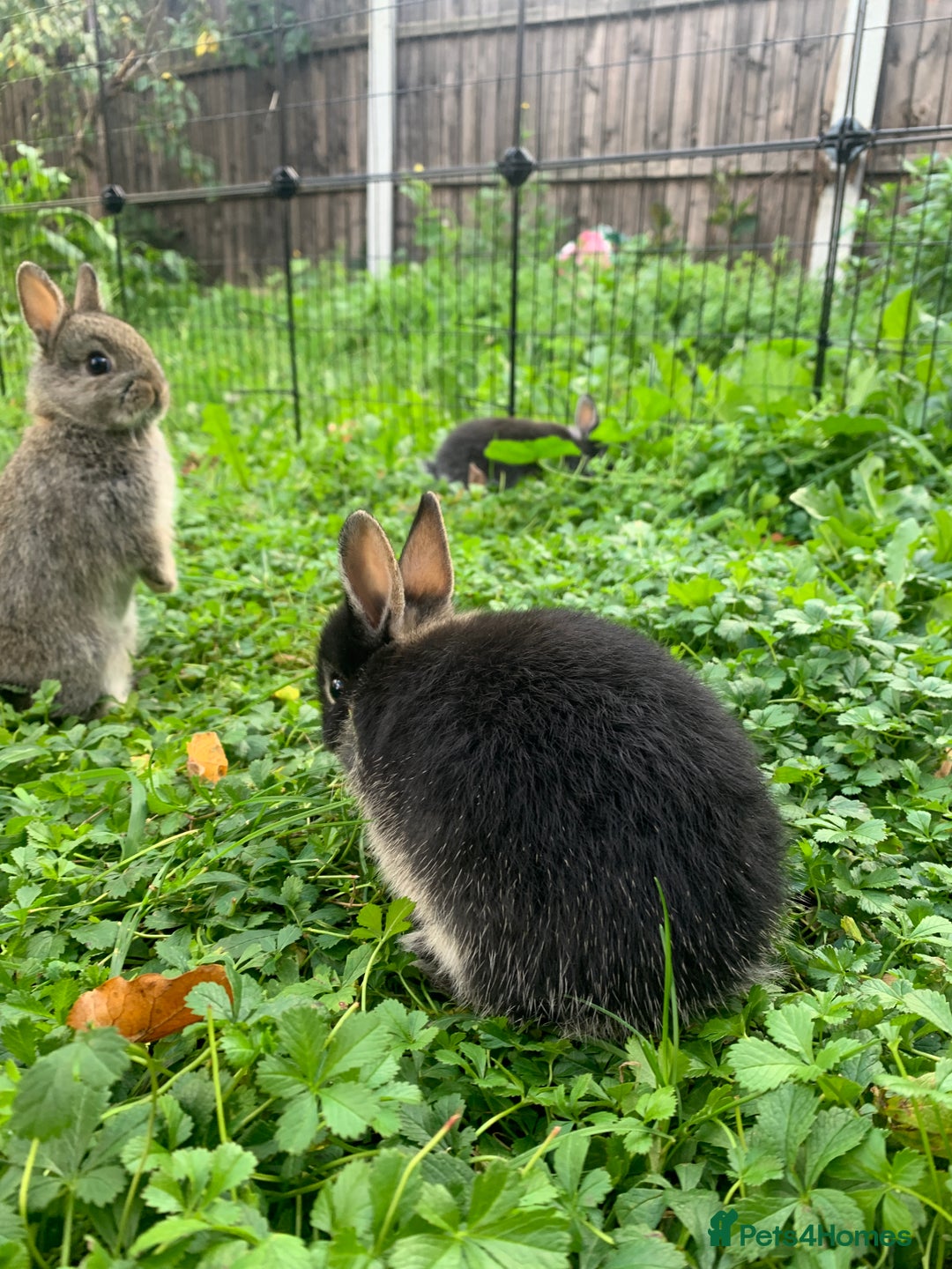 Netherland Dwarf rabbits for sale: Netherland Dwarf Rabbits - Advert 8
