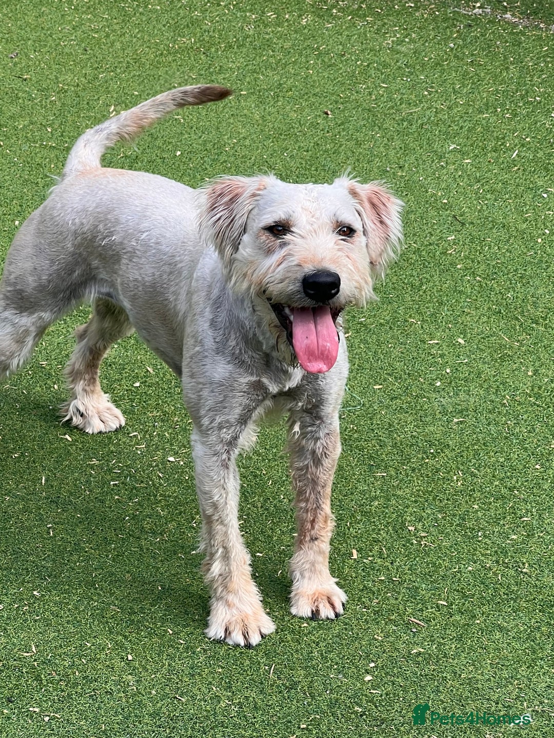 Soft Coated Wheaten Terrier dogs for sale: Irish Wheaton terrier  - Image 4