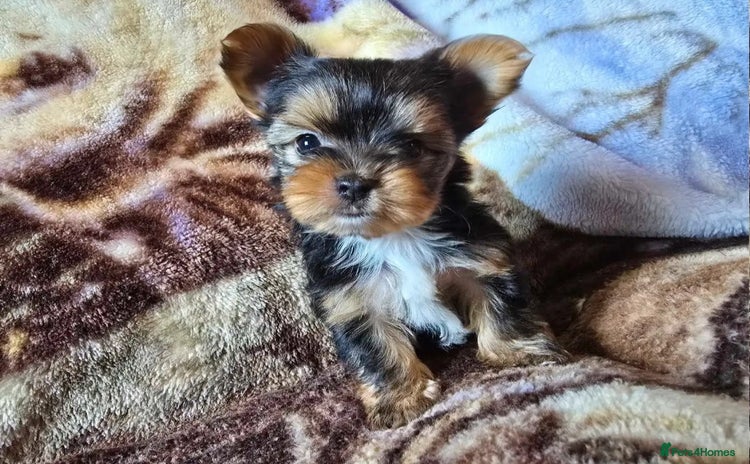 Yorkshire Terrier dogs for sale - Advert 1