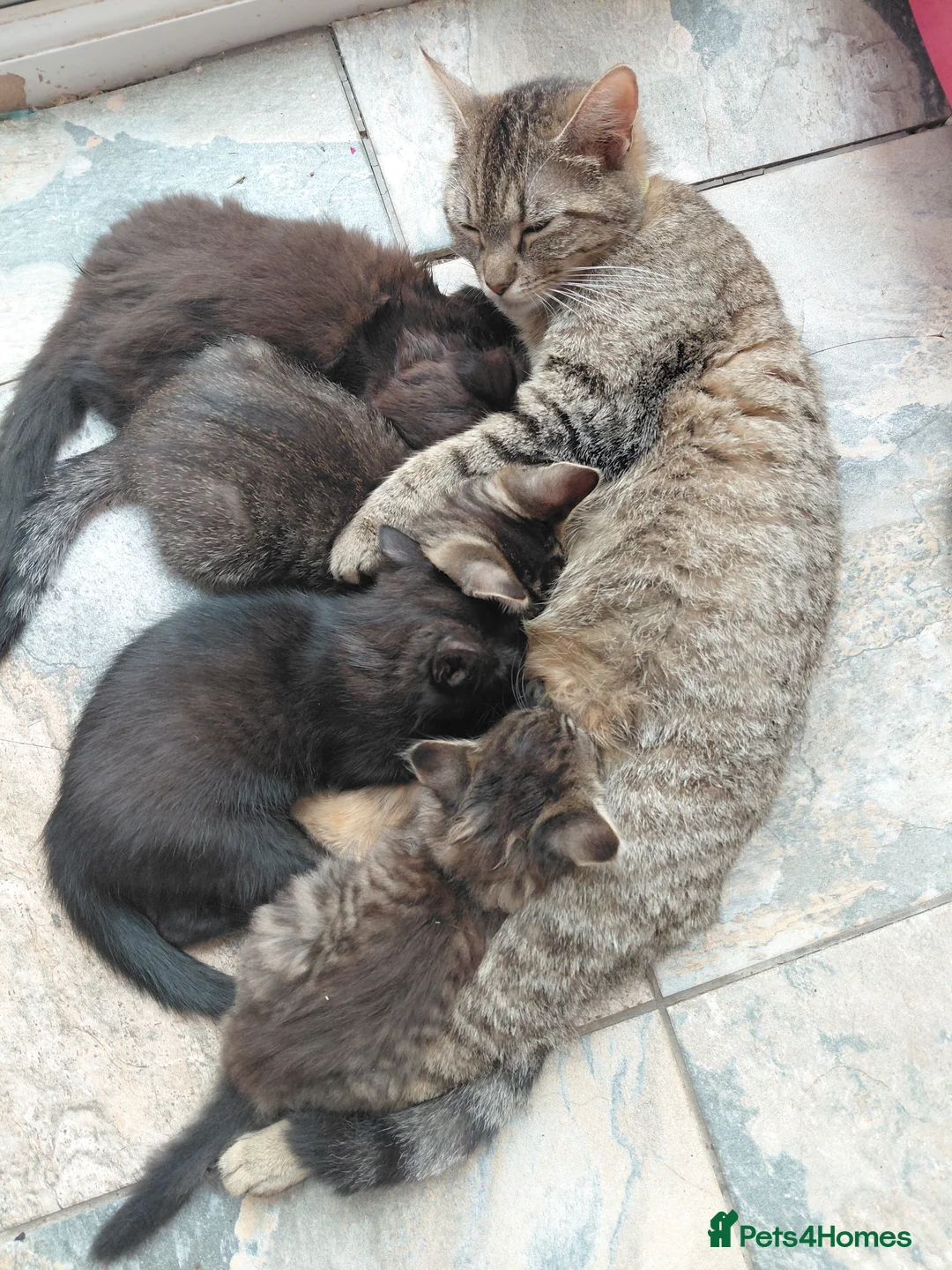 Maine Coon cats for sale: Fluffy kitten part Maine Coon  - Advert 2