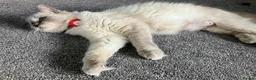 Ragdoll cats for sale: 3 male kittens  - Advert 5
