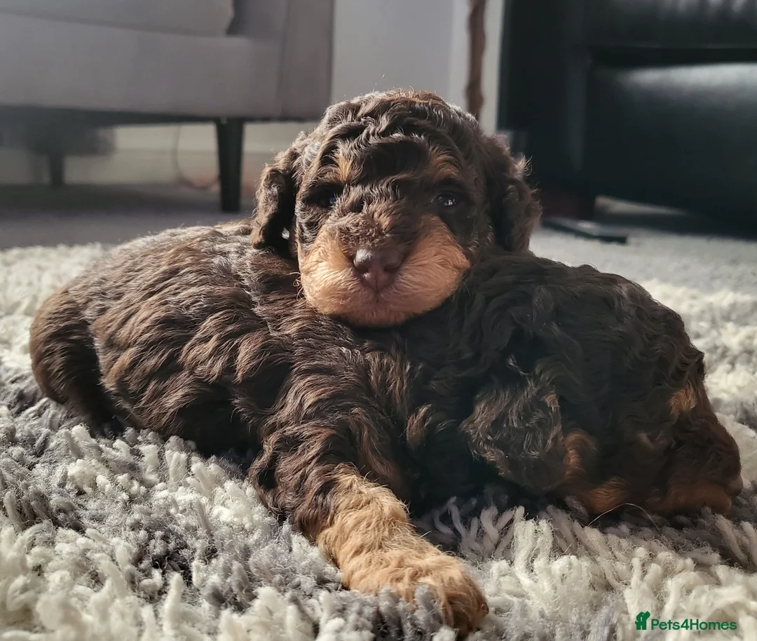 Toy Poodle dogs for stud: KC CHOCOLATE PHANTOM TOY POODLE in Willenhall - Advert 38