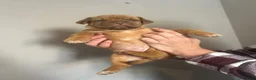 Dogue De Bordeaux dogs for sale: Dogue de Bordeaux pups in Croydon - Advert 27