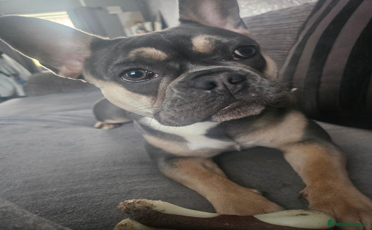 French Bulldog dogs - Advert 3