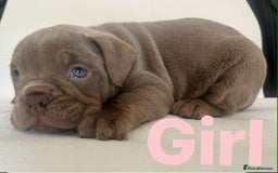 English Bulldog dogs for sale: Isabella and tri English bulldog puppy’s  - Image 5