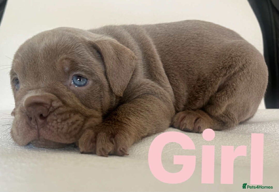 English Bulldog dogs for sale: Isabella and tri English bulldog puppy’s  - Image 5