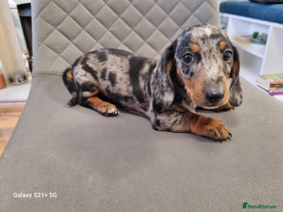 Miniature Dachshund dogs for sale: Miniature dachshund short haired puppies for sale£ - Image 18