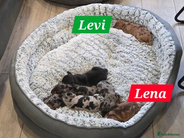 Dachshund dogs - Advert 2