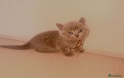 British Shorthair cats for sale: 🌟 Blue British Shorthair kittens🌟 - Image 8