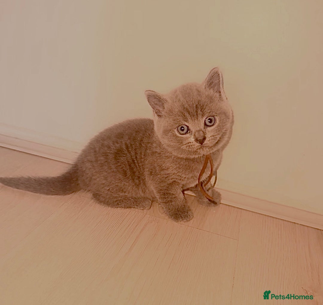 British Shorthair cats for sale: 🌟 Blue British Shorthair kittens🌟 - Image 8