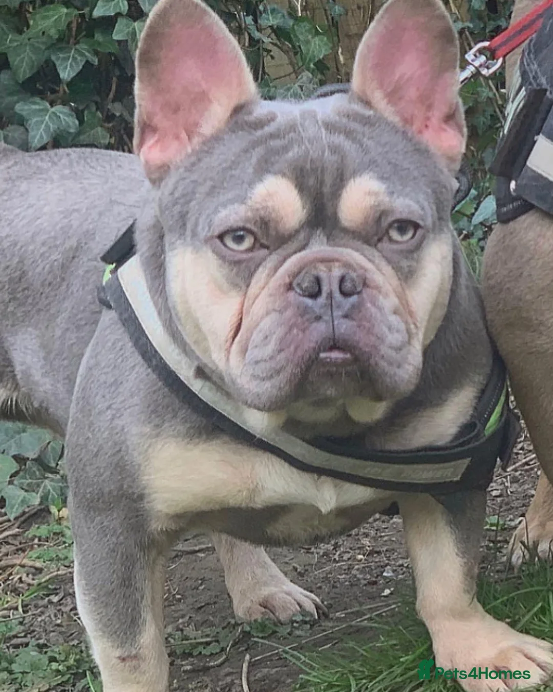 French Bulldog dogs for stud: BEAUTIFUL LILAC AND TAN FRENCH BULLDOG in Sunderland - Advert 11