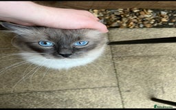 Ragdoll cats for stud: GCCF/TICA GrandChampion Bloodline Ragdoll for Stud in Accrington - Image 2