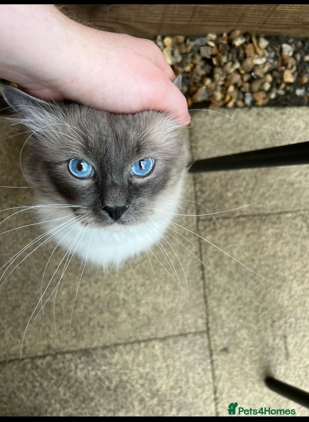 Ragdoll cats for stud: GCCF/TICA GrandChampion Bloodline Ragdoll for Stud in Accrington - Advert 2