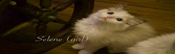 Ragdoll cats for sale: TICA championship Ragdoll Kittens  in London - Advert 9